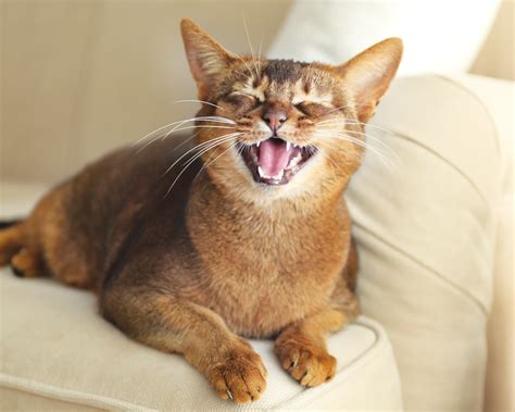 Is My Cat Happy? | Signs of a Happy Cat | Modern Cat