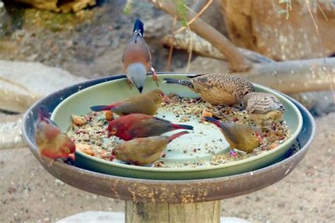 8 Tips for Backyard Bird Feeding: Don’t Put Out Your Feeder Before ...