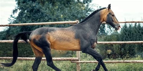 5 Of The Rarest Horse Breeds In The World