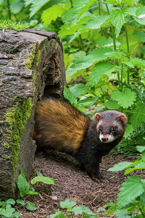 Polecat Photograph by Arterra Picture Library - Pixels