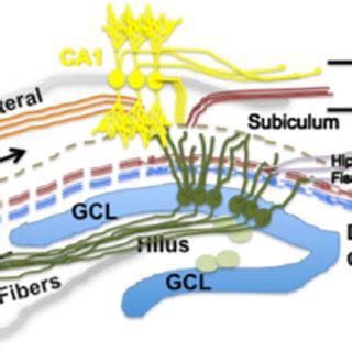 A scheme of the Caveolin-1 and Caveolae. (A) Schematic structure of... | Download Scientific Diagram