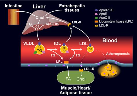 Introduction to Lipids and Lipoproteins - Endotext - NCBI Bookshelf