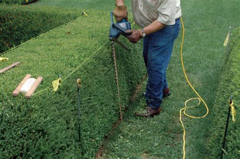 How to Trim a Formal Hedge - Fine Gardening