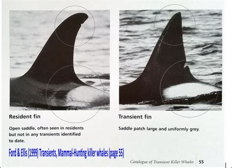 SeaWorld Fact Check - Dorsal Fin Collapse