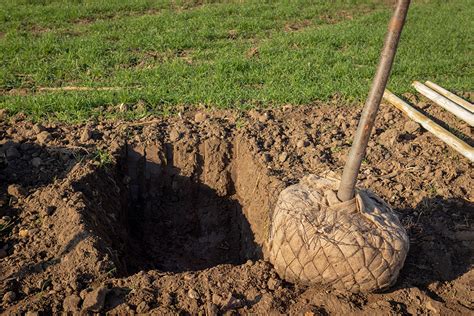 How to Dig a Hole for a Tree in 7 Simple Steps | Pepper's Home & Garden