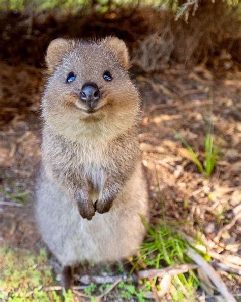 quokka on Instagram: “Its smile can cure everything ~ . . . credit:@cruzysuzy . . . #quokka # ...