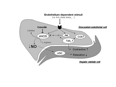 Suggested pathogenetic mechanism through which TXA 2 exerts control on | Download Scientific Diagram