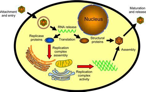 Viruses | Free Full-Text | Role of Cellular Lipids in Positive-Sense RNA Virus Replication ...