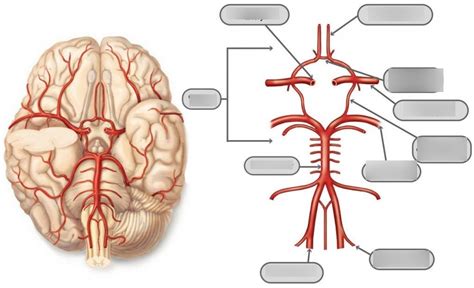 BLOOD SUPPLY TO THE BRAIN Diagram | Quizlet