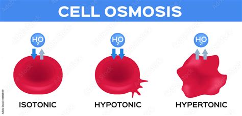 blood and cell osmosis vector / isotonic hypotonic and hypertonic Stock 벡터 | Adobe Stock