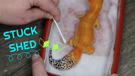 How To Help A Leopard Gecko Shed - Drugslice32