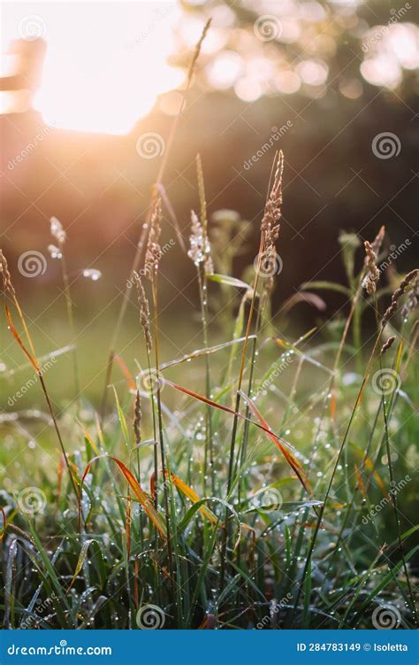 Wild Grass on Field in Sunset Light Stock Image - Image of sunset ...