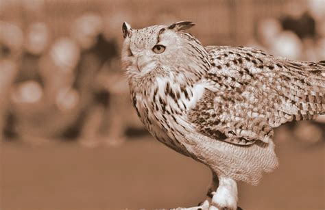 Free stock photo of birds of prey, owl