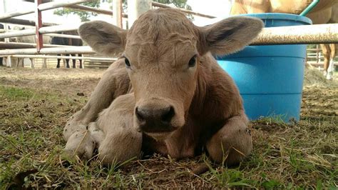 The cutest baby cow! Baby Cows, Cute Babies, Farm Animals, Goats, Calves, Funny Babies, Goat