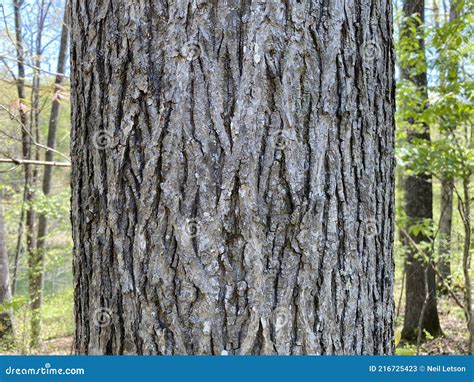 Tree Identification. Tree Bark. Pignut Hickory. Carya Glabra Royalty ...