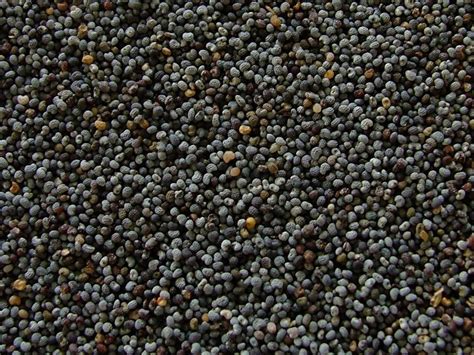 Poppy seed - Wikipedia