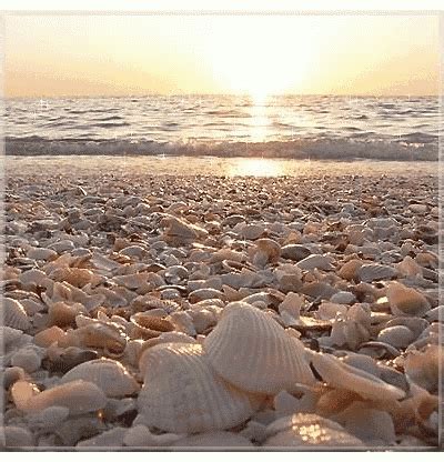 Shell Shells GIF - Shell Shells Seashell - Discover & Share GIFs