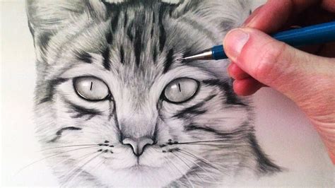 Realistic Cat Drawing