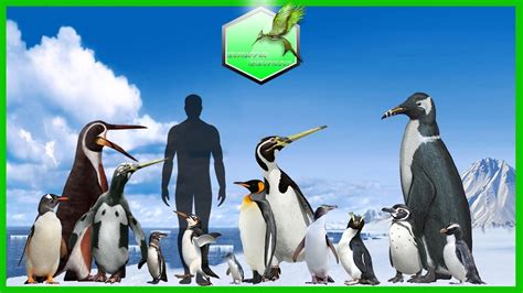 Comparison Size of Penguins - YouTube