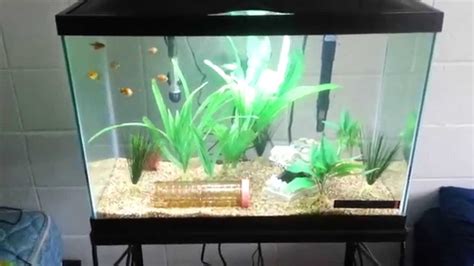 20 Gallon Aquarium Long Vs High - Aquarium Views