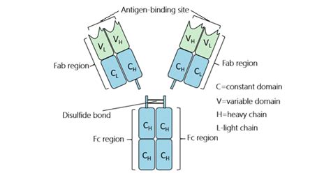 Antibody Fc