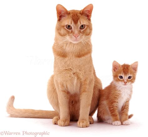 Ginger father cat and kitten photo - WP04567