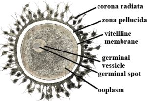 Structure and Types of Animal egg cell or ovum - Online Science Notes