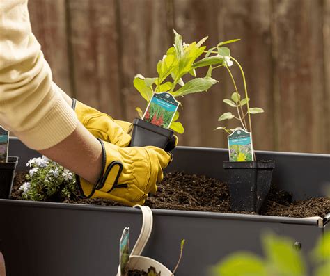 Patio or Balcony Gardens for Wildlife