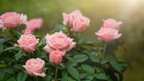 Popular Pink Flower Meanings Explained