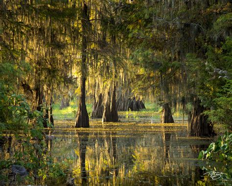 Morning in the Swamp | Atchafalaya Basin, Louisiana | Timm Chapman ...