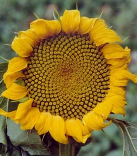 Sunflower Fibonacci Numbers