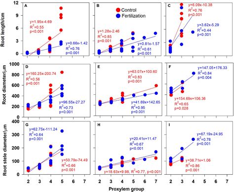 Frontiers | The Hierarchy of Protoxylem Groupings in Primary Root and ...