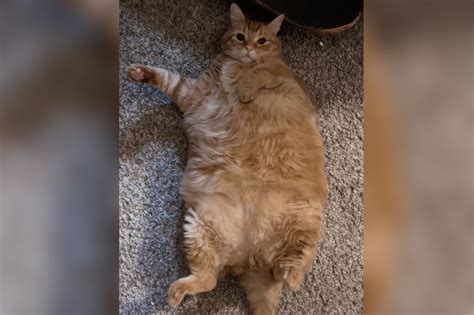 I adopted world's 'most obese' cat – now he's unrecognizable