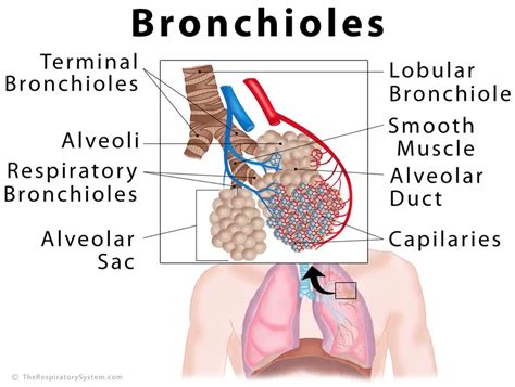 Bronchioles Diagram