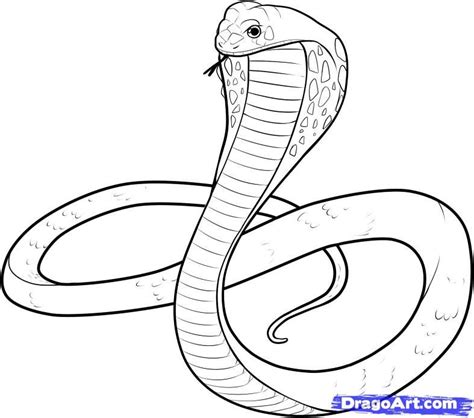 initial art sketch 1 | Snake drawing, Snake sketch, King cobra snake