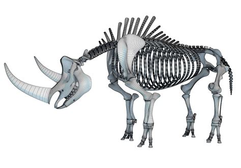 Rhino Rhinoceros Skeleton - 3D Model by 3D Horse