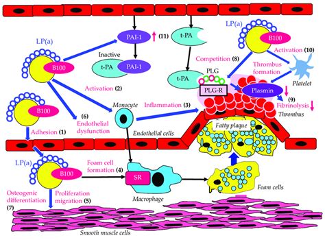 Atherogenic and thrombogenic properties of Lp(a). Lp(a): lipoprotein ...