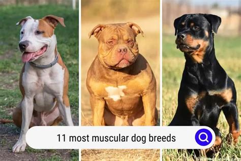 11 Most Muscular Dog Breeds (with Photos) - Oodle Life