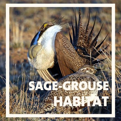 Sage-Grouse Habitat - Oregon Natural Desert Association