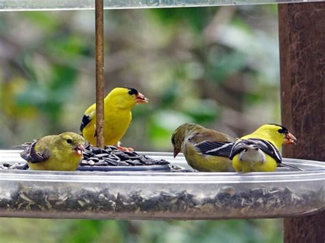 American Goldfinch - NestWatch