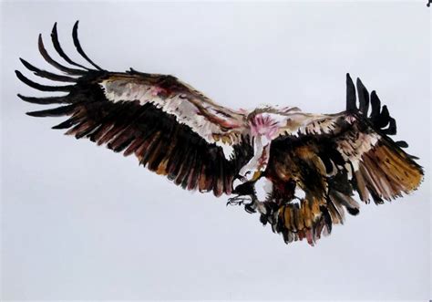 Vulture Painting at PaintingValley.com | Explore collection of Vulture ...