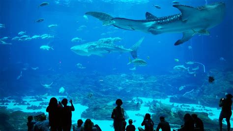 Georgia Aquarium plans major expansion to open in 2020 Curbed Atlanta ...