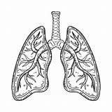 Human Lungs Coloring Pages sketch template
