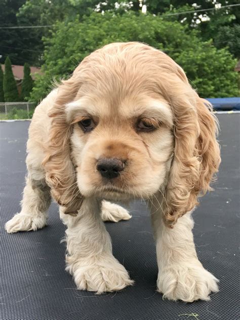 American Cocker Spaniel Puppies For Sale | Martinsville, IN #277752