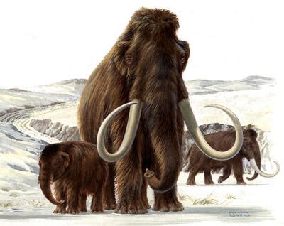 How did mammals survive the Ice Age?