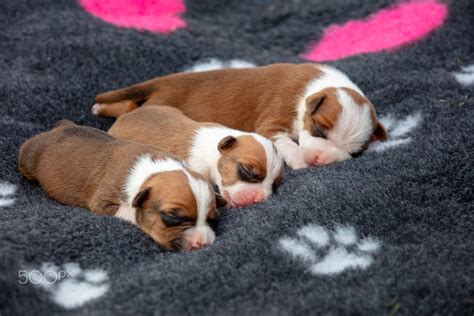 American Stafford puppies by Milan Pinkava / 500px