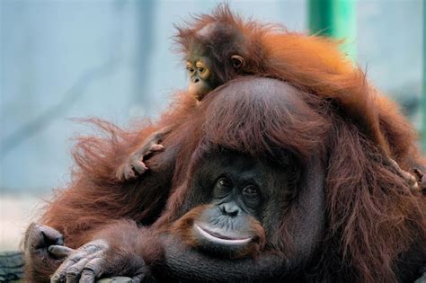 Premium Photo | Bornean orangutan and baby