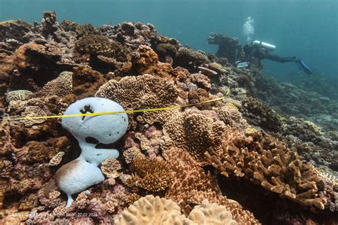 Coral bleaching afflicts most of Australia's Great Barrier Reef, report ...