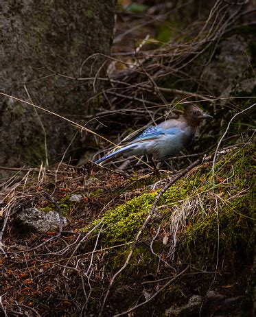 Blue Jays Habitat Stock Photo - Download Image Now - Animal, Animal Body Part, Animal Wildlife ...