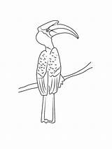 Hornbill coloring Page sketch template